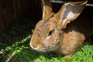 brown rabbit sitting on the grass closeup