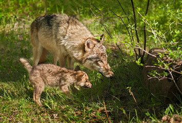 Naklejka na ściany i meble Grey Wolf (Canis lupus) Mother and Pup Peer into Shadow