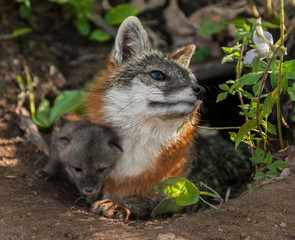 Naklejka na ściany i meble Grey Fox Vixen (Urocyon cinereoargenteus) with Kit Under Her Leg