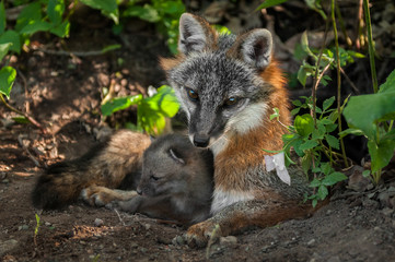 Naklejka na ściany i meble Grey Fox Vixen & Kit (Urocyon cinereoargenteus) Snuggle in Den E