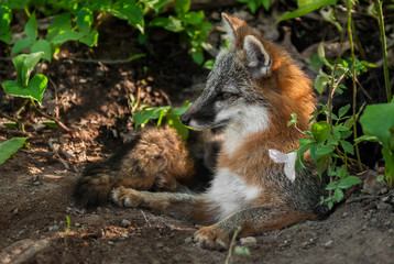 Grey Fox Vixen (Urocyon cinereoargenteus) Lies in Den Entrance