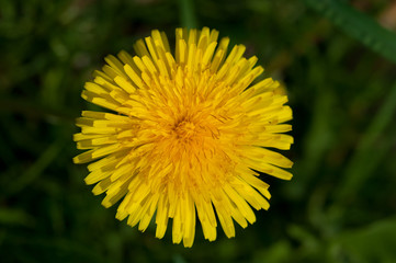 Löwenzahn auf der Wiese, Nahaufnahme
