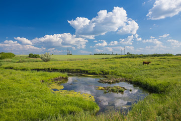 green grass, river, clouds  and cows