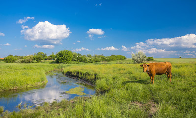 green grass, river, clouds  and cows