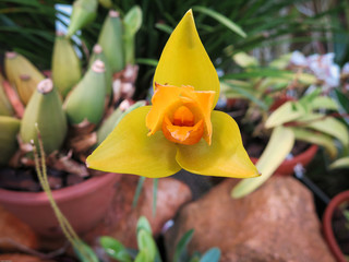 Orchid Lycaste Ciliata