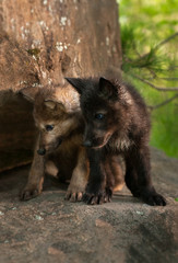 Grey Wolf (Canis lupus) Pups Look Down off Rock