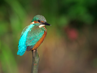 Kingfisher on a branch 22