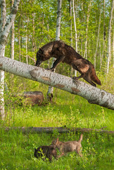 Fototapeta na wymiar Black Wolf (Canis lupus) Climbs up Tree