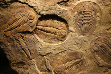 fossil trilobite imprinted in the sediment.