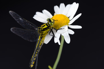 Dragonfly (Western Clubtail) sitting on a marguerite