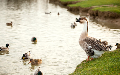 Different species of birds at Lake