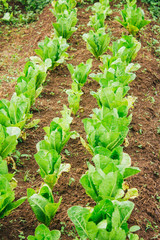 Lettuce in an orchard