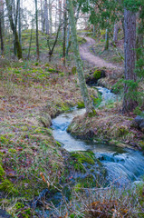 Forest stream