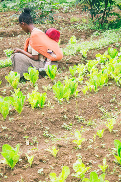 Ethiopian farmer picking lettuce in a orchard in Ethiopia