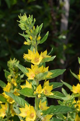 желтые цветы