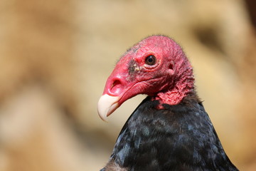 Urubu à tête rouge