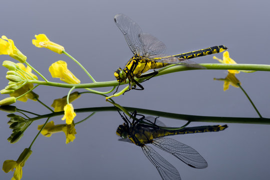 Dragonfly sitting on a yellow flower, mirroring on the ground