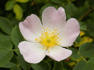 Pink flower