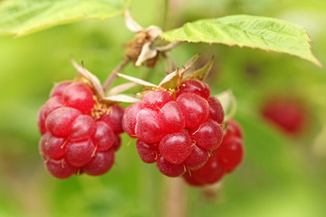 Framboisier © hcast