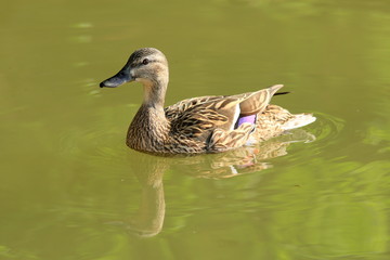 wild duck on the lake