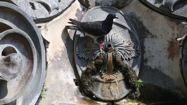 Pigeon drinking from an ancient water fountain