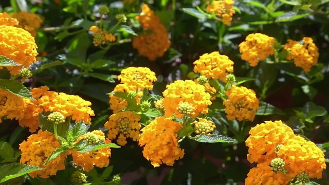 Lantana camara Drap D'Or