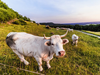 Fototapeta na wymiar White Cows at Giechburg Castle in Bavaria Germany. Agriculture in the Hills of Upper Franconia on a warm summer evening
