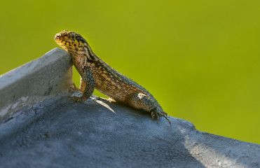 curly tail lizard is climbing on the roof
