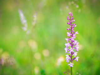 Fragrant Orchid Wildlife