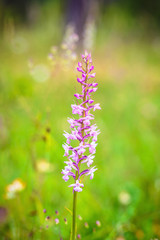Fragrant Orchid Wildlife