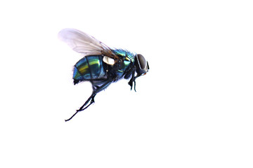 mouche