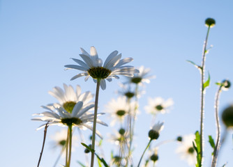 Daisies taken from below looking up with a blue sky and back lighting from the evening sun © oliophotography