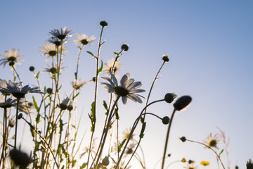Daisies taken from below looking up with a blue sky and back lighting from the evening sun © oliophotography