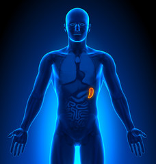 Medical Imaging - Male Organs - Spleen - obrazy, fototapety, plakaty