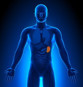 Medical Imaging - Male Organs - Spleen