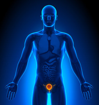Medical Imaging - Male Organs - Bladder