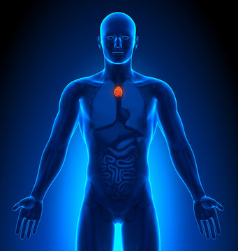 Medical Imaging - Male Organs - Thymus