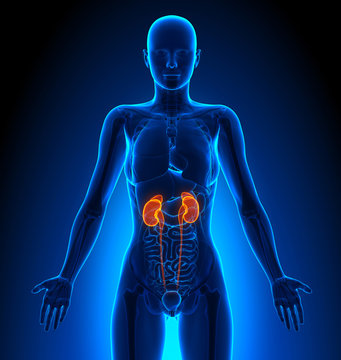 Kidneys - Female Organs - Human Anatomy