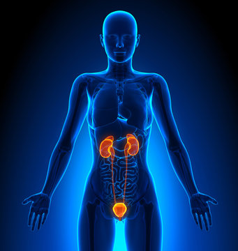 Urinary System - Female Organs - Human Anatomy