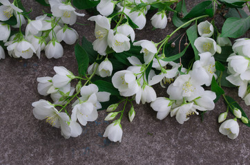 Fototapeta na wymiar jasmine flowers on gray stone background