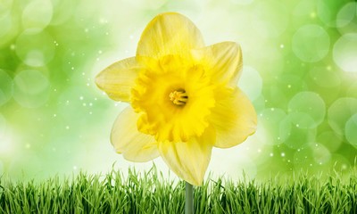 Daffodil, Single Flower, Flower.