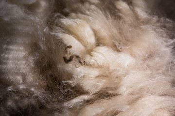 Texture of fine merino wool