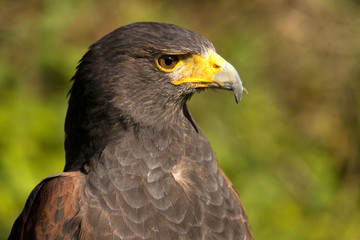Harris hawk