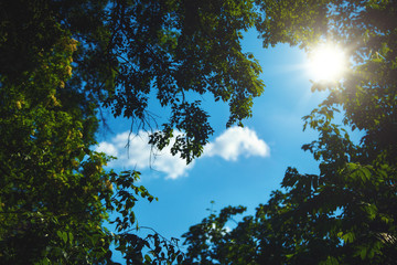 Beauty summer day in the forest, natural landscape