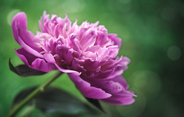 Peony flower over abstract green backgrounds. Floral wallpapers