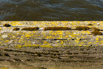Obraz premium Weathered oak beam of an old jetty