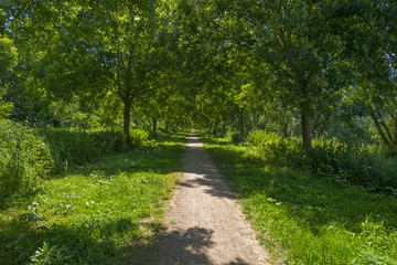 Fototapeta na wymiar Footpath through a sunny forest in spring 