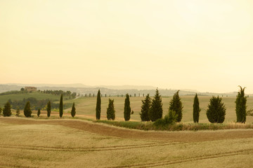 Rolling hills with tall cypresses in summer. Val d'Orcia Tuscany