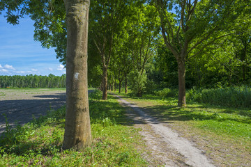 Wild flowers along a footpath in spring