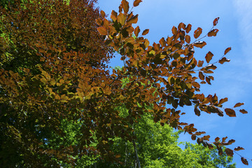 Fototapeta na wymiar Sunny foliage of a beech tree in spring